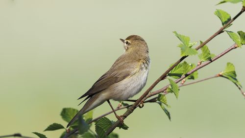 Free A detailed view of a warbler bird perched on a leafy branch, in natural surroundings. Stock Photo