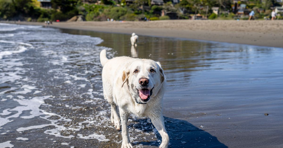 Lab Wadding White Labrador Wading in the Water on the Beach · Free Stock Photo
