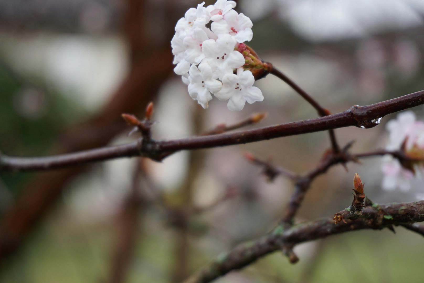 Diverse Football Fans