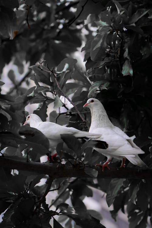 White Pigeons on Branch
