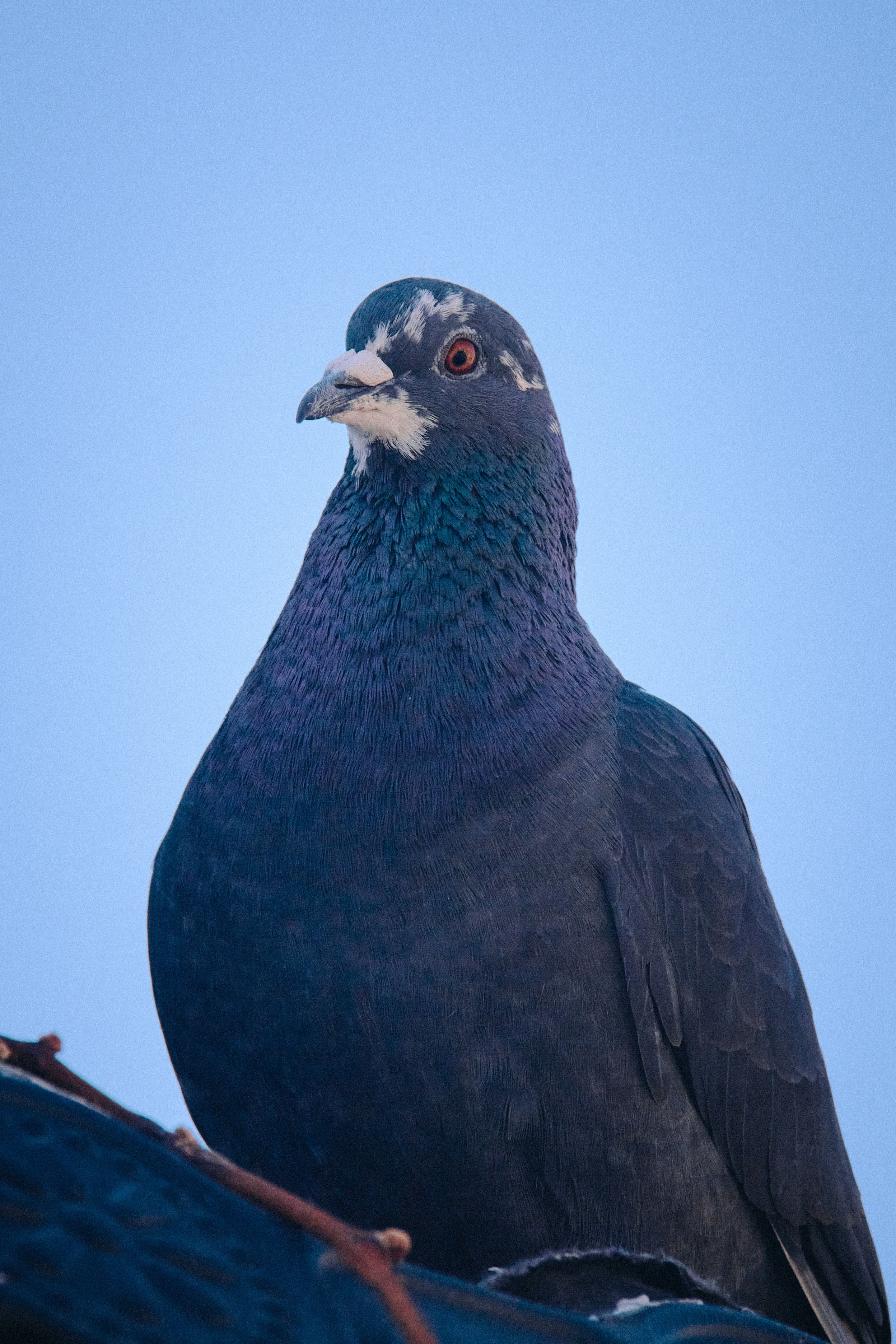 Kostnadsfria Kostnadsfri bild av blå himmel, columba livia, detaljerad närbild Stock foto