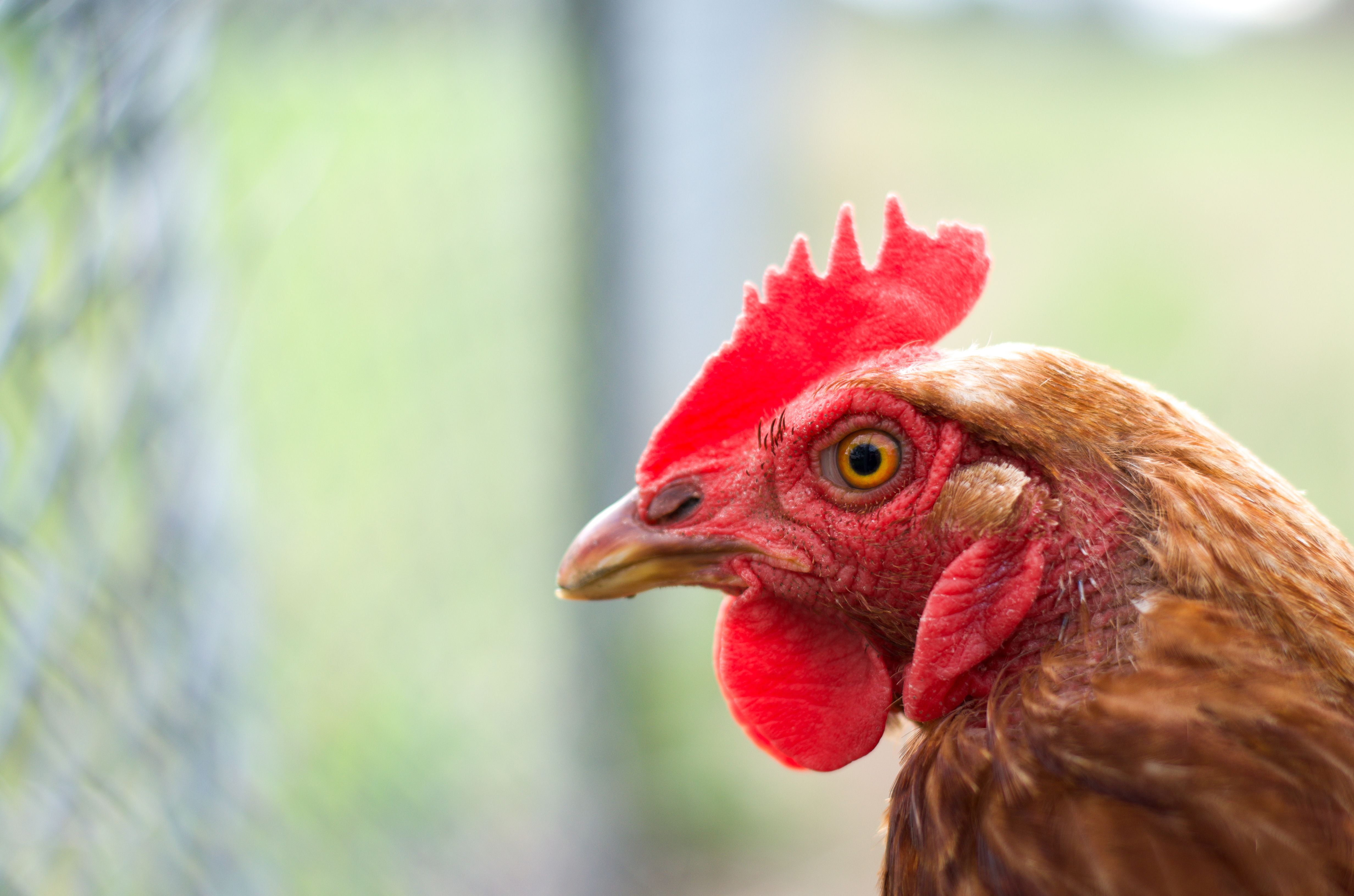 A detailed close-up of a brown hen showcasing its eye and red comb outdoors.