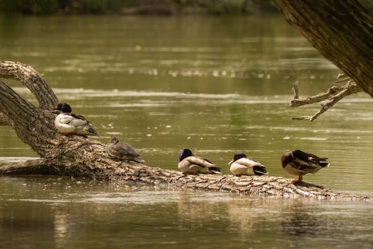 Free stock photo of birds, ducks, high water