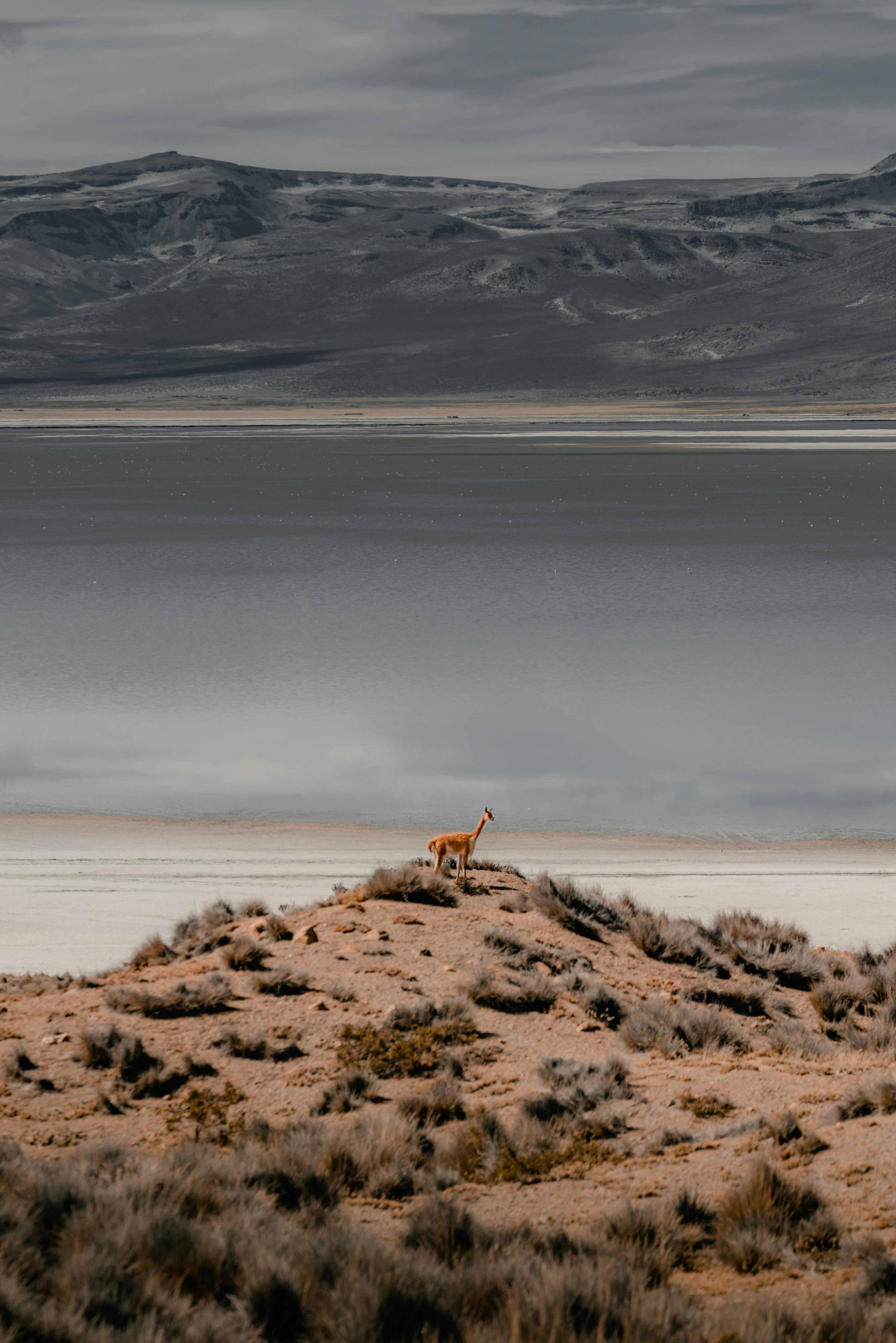 A lone vicuna standing on a hill in the rugged landscape of Arequipa, Peru.