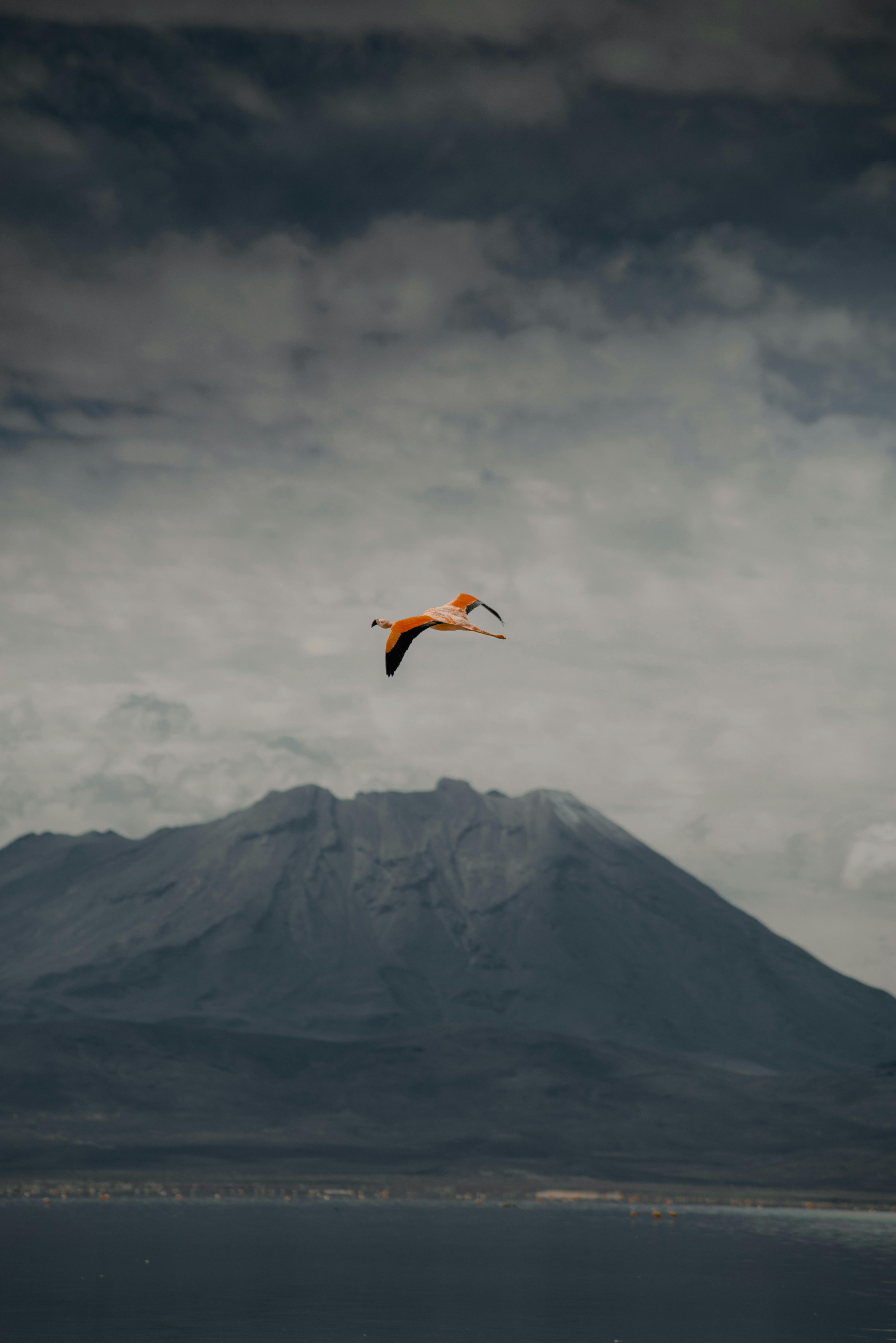 A lone flamingo gracefully flying over the breathtaking landscape of Arequipa, Peru, with a dramatic mountain backdrop.