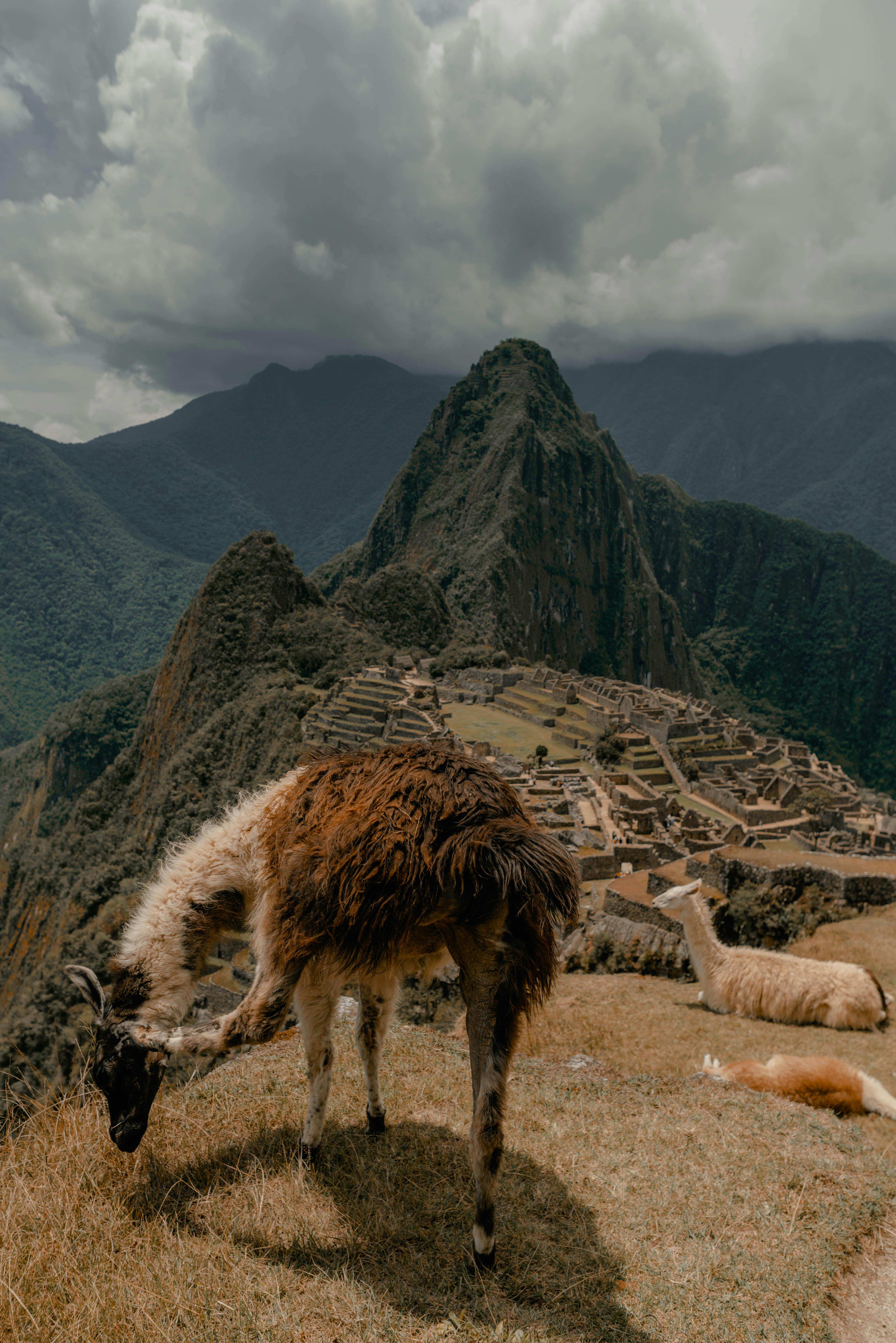 Alpacas and Machu Picchu Free Stock Photo