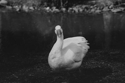 Black and White Photo of a Swan on a Lake