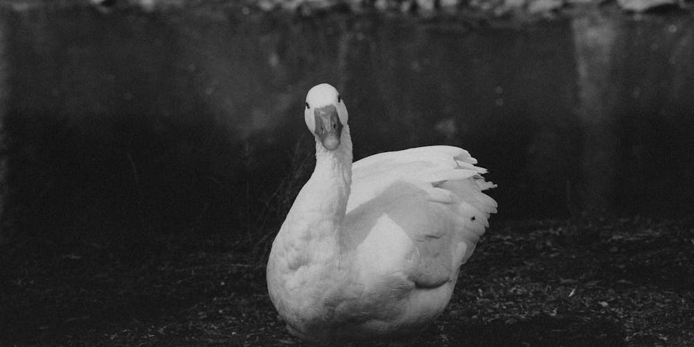 Swan Lake Costume A Perfect Blend of Grace and Elegance 13 Swan Lake Costume A Perfect Blend of Grace and Elegance