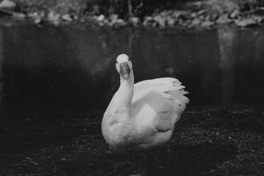 Black and White Photo of a Swan on a Lake
