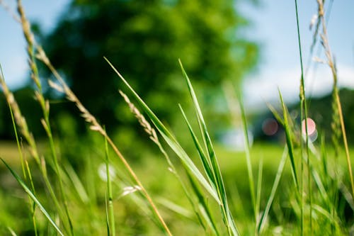 Gratis Rumput Hijau Selama Siang Hari Dalam Fotografi Fokus Foto Stok