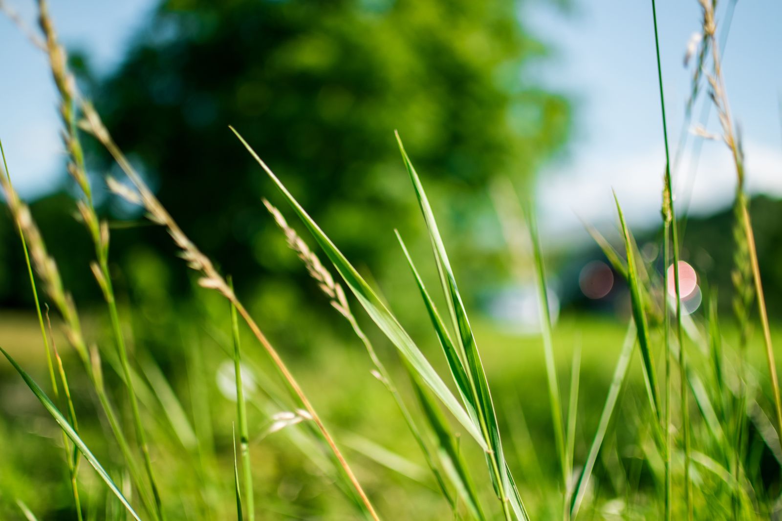 Virtual background: macro of sunlit grass blades — photo by Lisa from Pexels