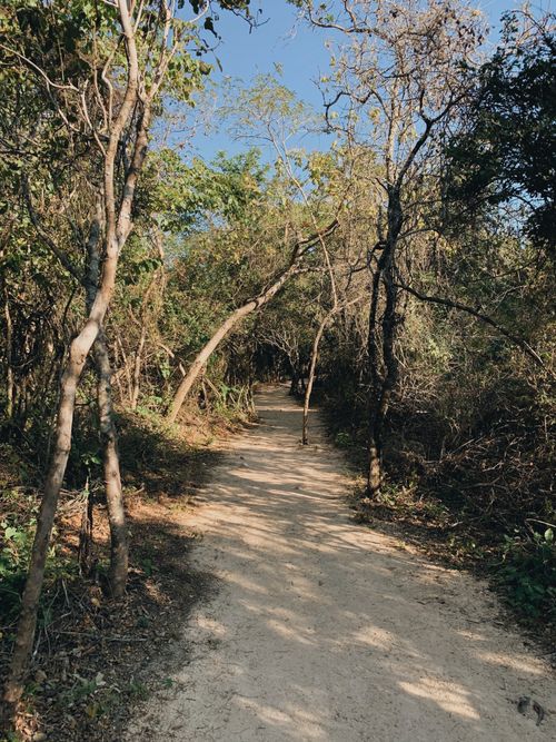 Free A tranquil dirt path through a forest surrounded by trees, perfect for a peaceful stroll. Stock Photo