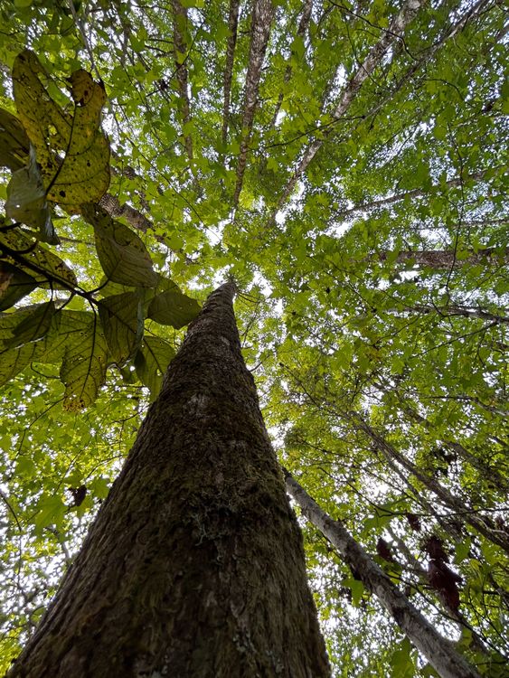 Low Rise Tree Trunk Tree Trunk at Low Angle · Free Stock Photo