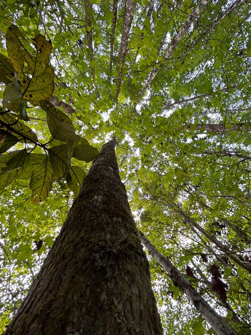 Free Captivating low angle view of a towering tree trunk reaching towards a lush green canopy. Stock Photo