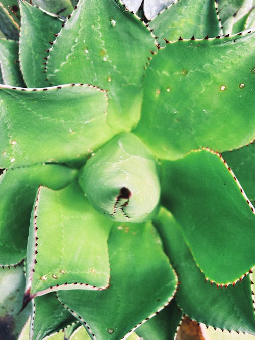 Close Up of Succulent