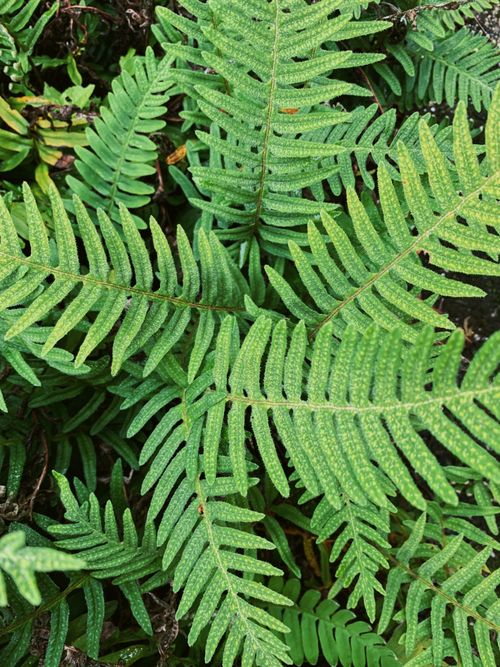 Free High angle view of vibrant green fern leaves showcasing natural beauty and texture. Stock Photo