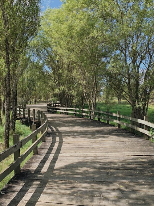 Boardwalk Among the Trees