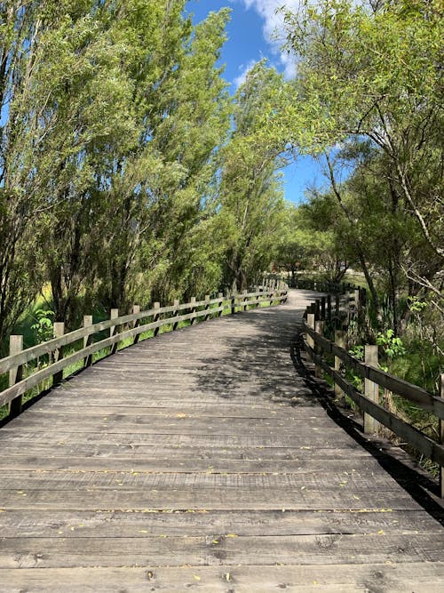 Wooden Walkway among Trees