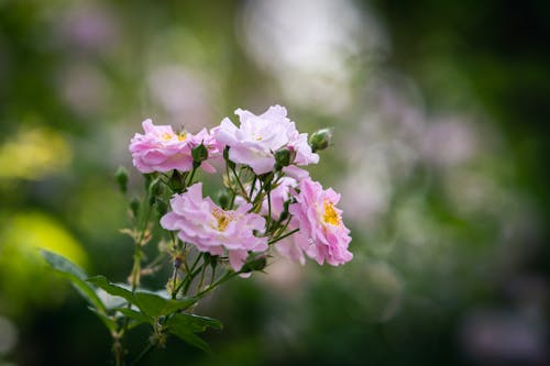 Základová fotografie zdarma na téma botanický, kvetoucí, rostlina