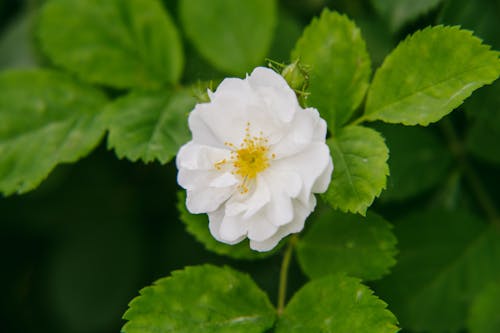 Fotos de stock gratuitas de blanco, de cerca, flor