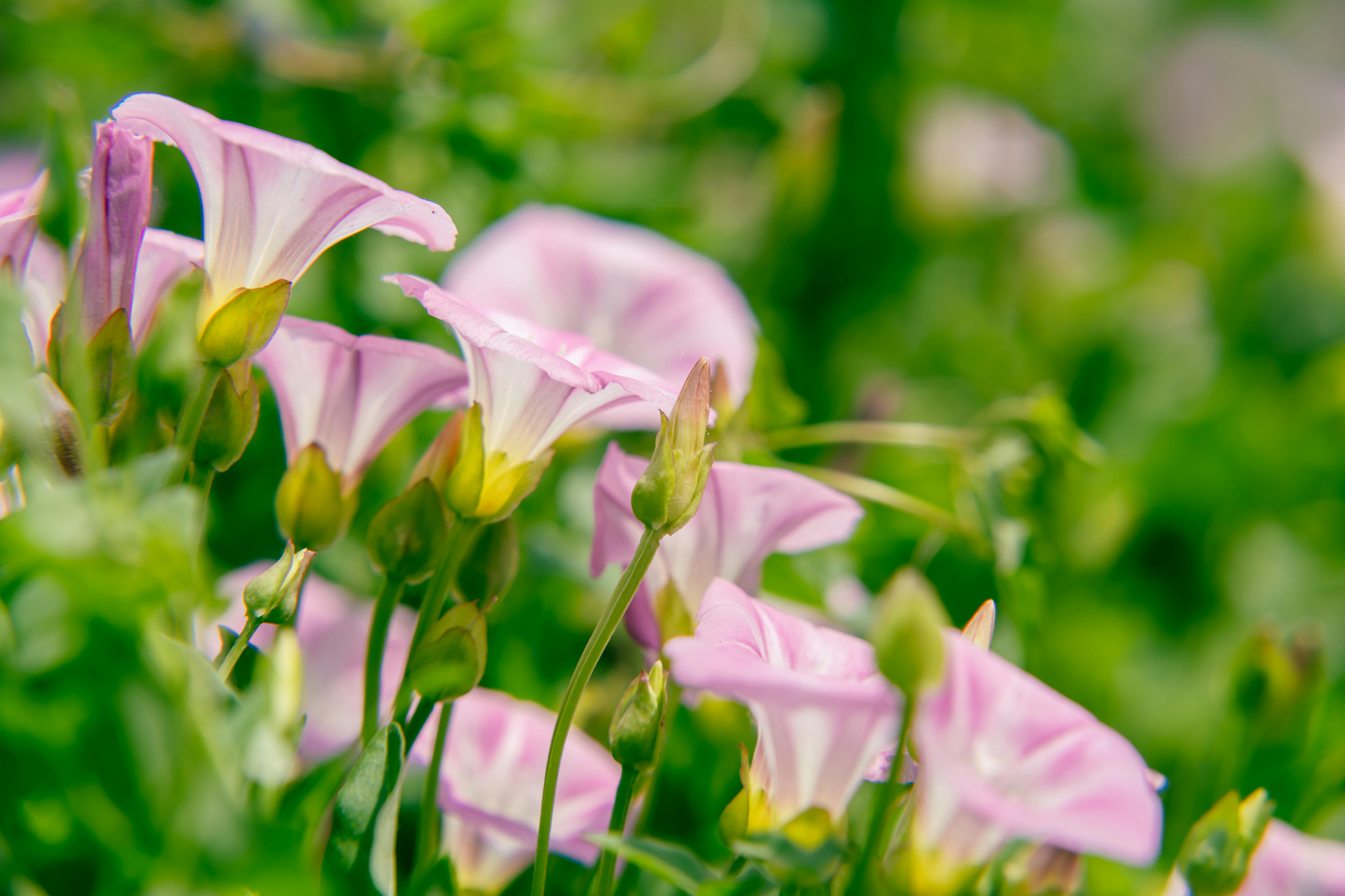 Vibrant pink morning glory flowers in full bloom, captured in a lush green garden.