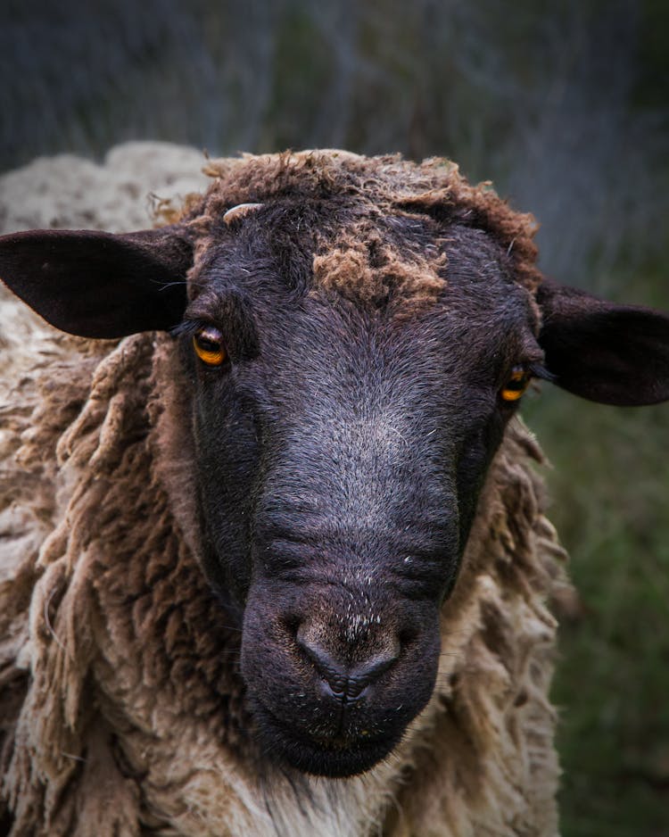 Close Up Of Sheep Head