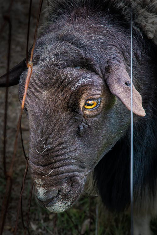 Head of Black Goat