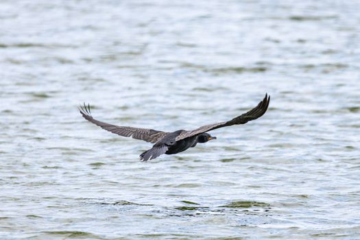 Free stock photo of animal, avian, beak
