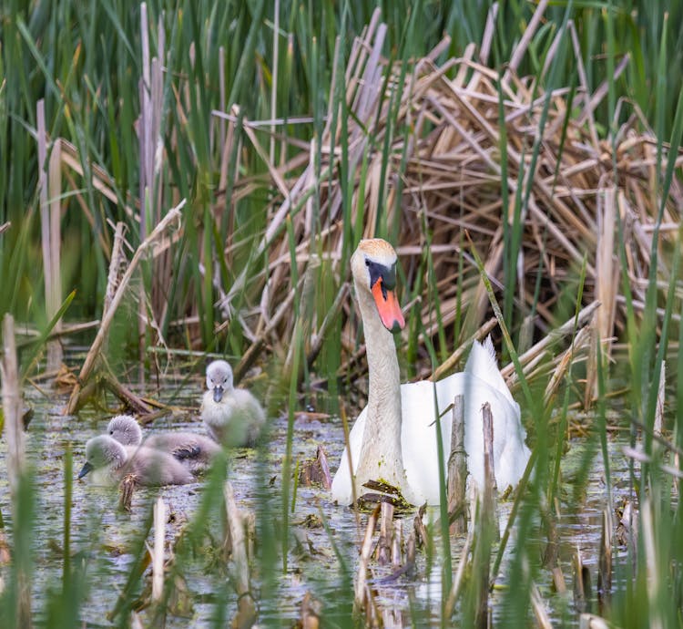 Swan And Cygnets