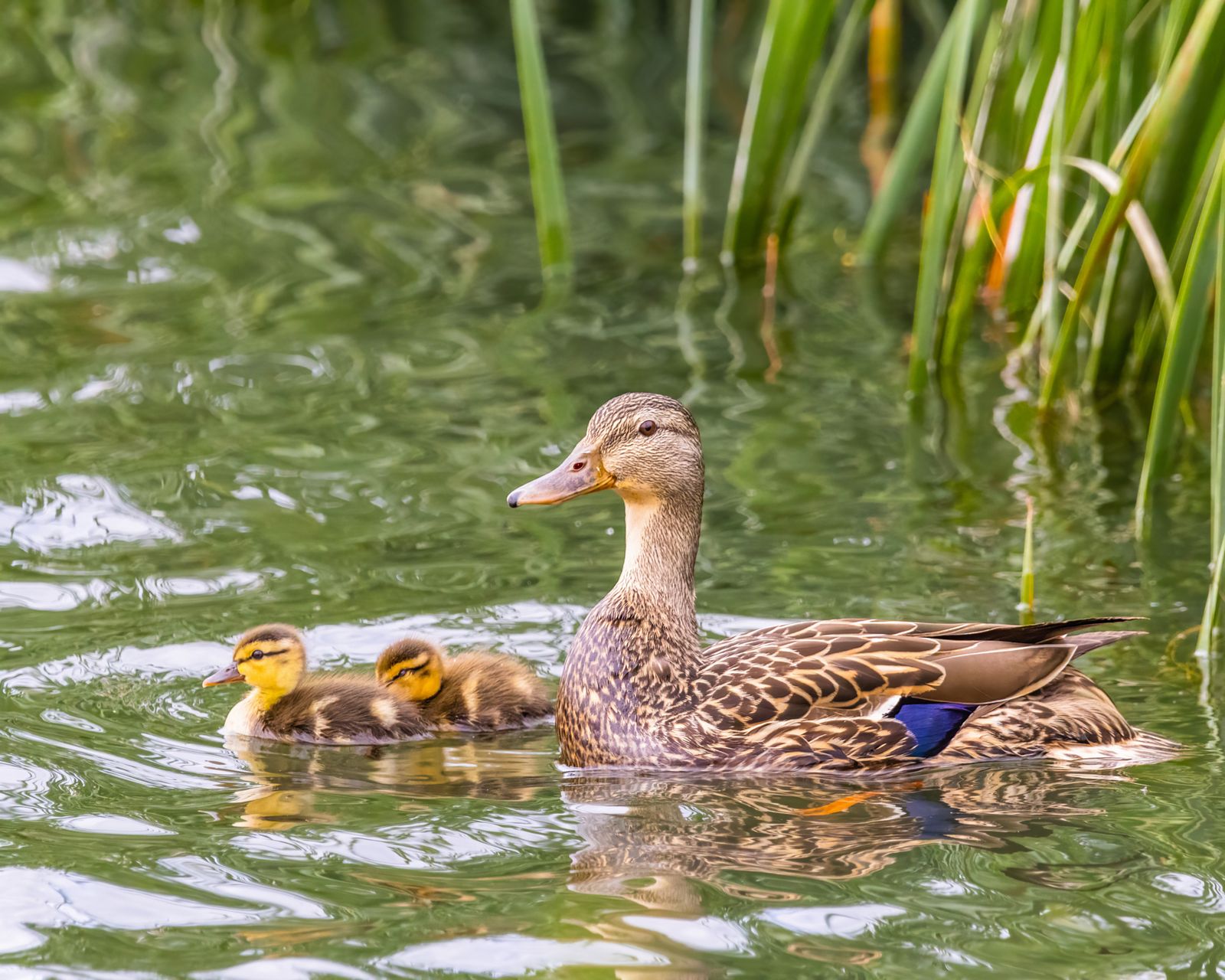 Ducklings Loading Teenage Girl with Ducklings · Free Stock Photo