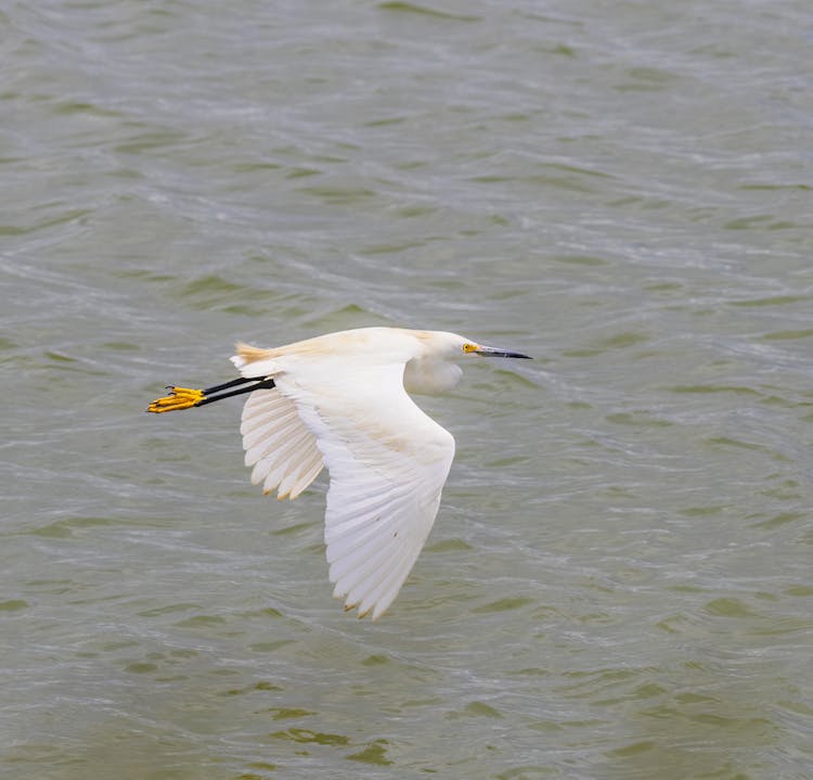 Heron Flying Over Sea