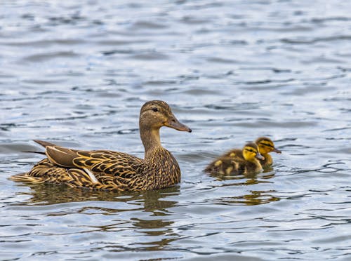 Duck with Ducklings in the Water