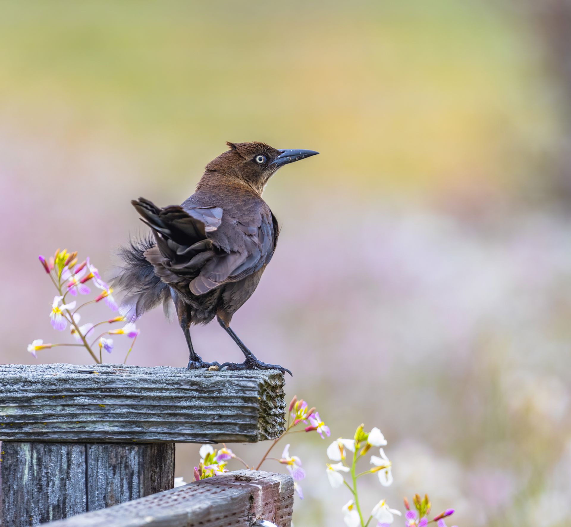 A detailed and colorful close-up of a Mexican Grackle bird perched on a wooden plank with a blurred natural background.