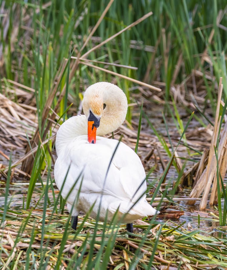 Swan Cleaning Its Feathers