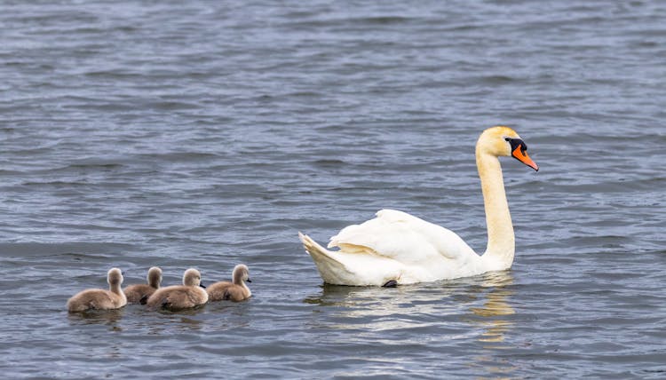 Swan With Cygnets In The Water