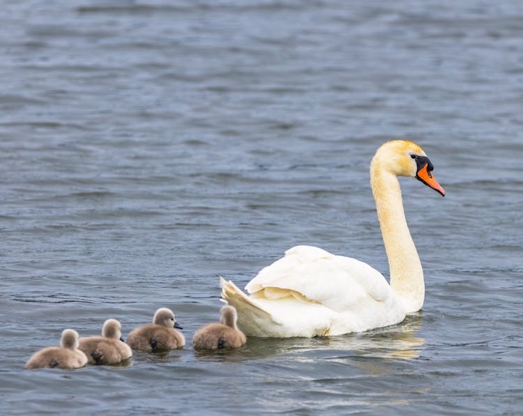 Swan With Cygnets