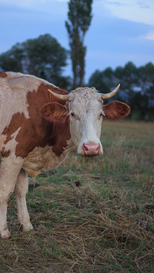 Δωρεάν στοκ φωτογραφιών με αγελάδα, βόδια, γρασίδι Φωτογραφία από στοκ φωτογραφιών