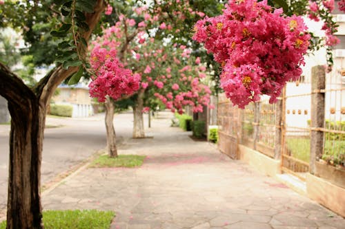 꽃다발, 아름다운 꽃, 핑크 꽃의 무료 스톡 사진