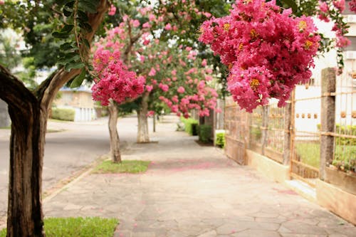 Free stock photo of beautiful flowers, bunch of flowers, pinkflowers