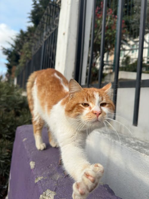 Fotos de stock gratuitas de animal, bares, cerca