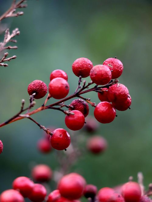 Free Close-up of ripe red berries on a branch with a blurred natural background. Stock Photo