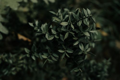Free A detailed view of vibrant green leaves, showcasing natural beauty and freshness. Stock Photo