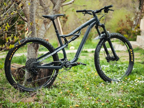 Bicycle Leaning against a Tree 