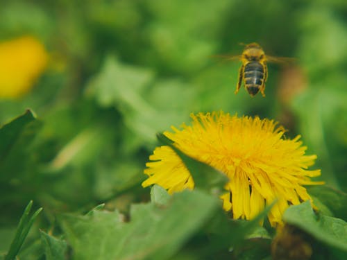Fotos de stock gratuitas de abeja, césped, insectos