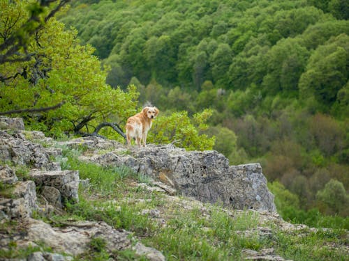 dog on a rock