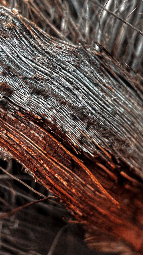 Free stock photo of brown background, close up, close up focus Stock Photo