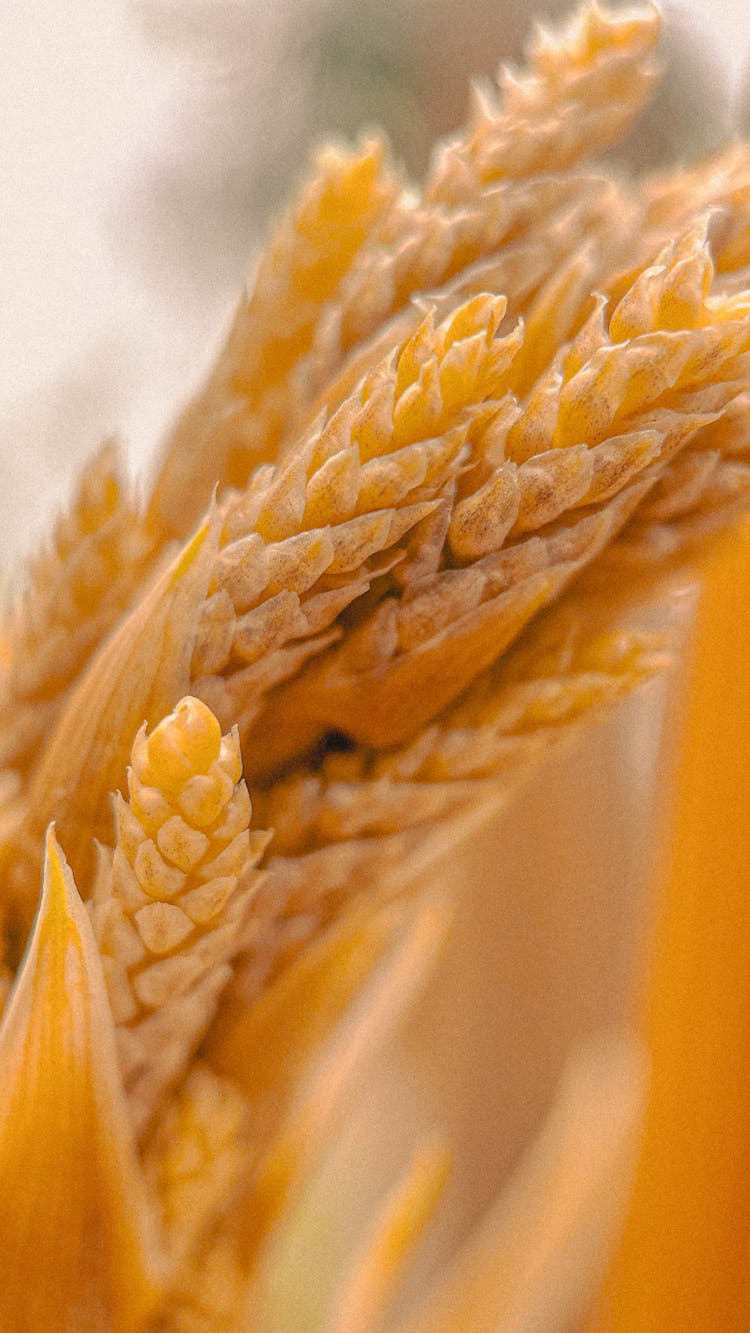 Close-up Of Grain Ears