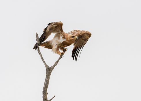Brown and White Hawk on Tree Branch