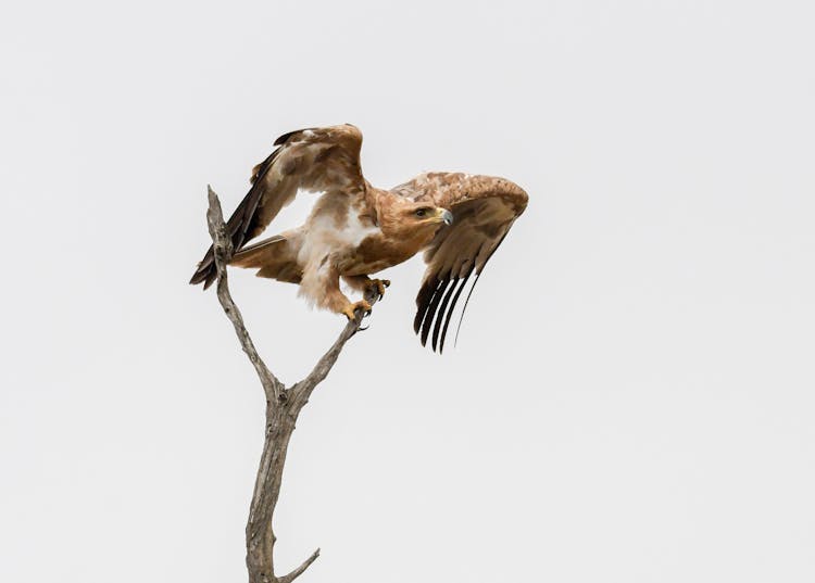 Brown And White Hawk On Tree Branch