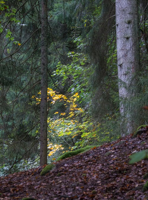 Gratis lagerfoto af dyb, grøn, lodret skud